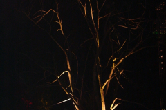 DSC00155